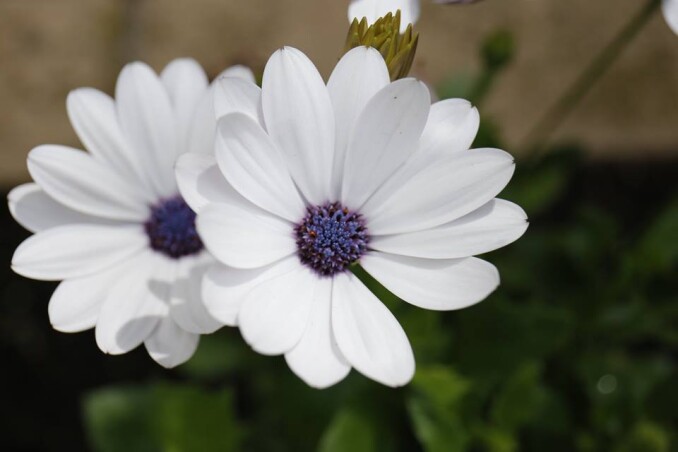 Остеоспермум - отличный выбор для балконного цветника