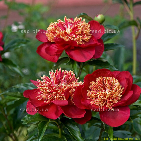 Півонія трав'яниста 'Akron' - 2
