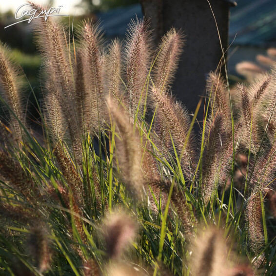 Перистощетинник волосистый - 10