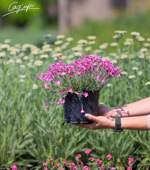Гвоздика сірувато-блакитна 'Blauigel' - 2