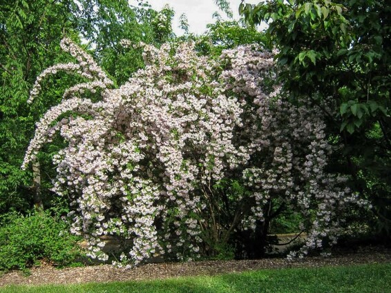 Вейгела 'Candida' - 2 Вейгела 'Candida' - 2