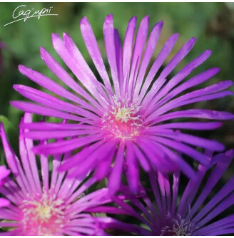 Делосперма Купера