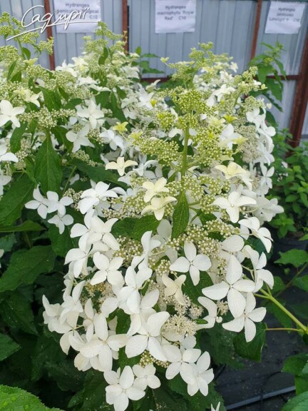 Гортензія волотиста 'Magical Starlight'® - 2