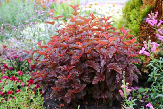 Пухироплідник калинолистний 'Little Angel' #1, C3 - - 3