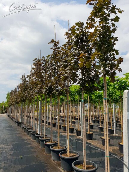 Клен гостролистий 'Royal Red' - 10