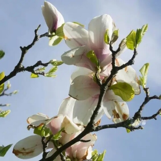 Магнолія Суланжа 'Speciosa' - 4