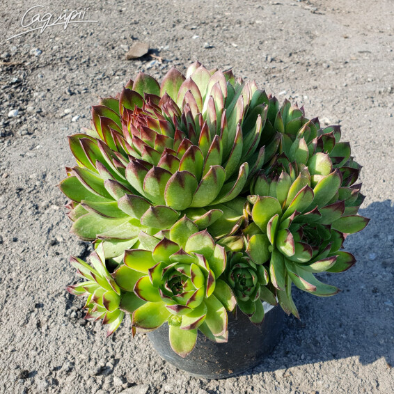 Молодило сизе - 4