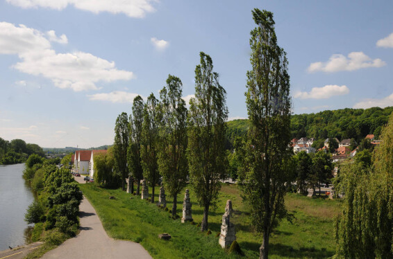 Тополя чорна 'Italica' - 1 Тополя чорна 'Italica' - 1