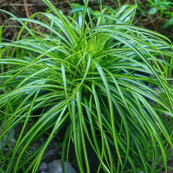 Осока охіменська 'Evergreen' - 4