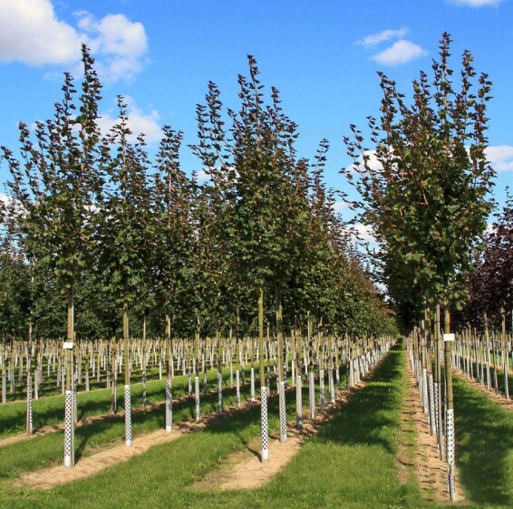 Клен остролистный 'Deborah' - 3