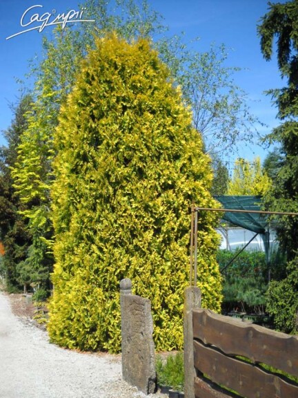 Туя западная 'Golden Brabant' ® - 1