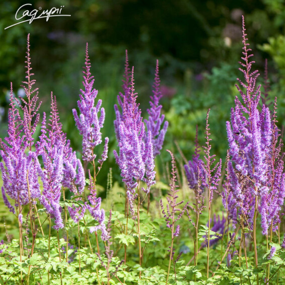 Астільба китайська 'Superba', Р9 - - 4