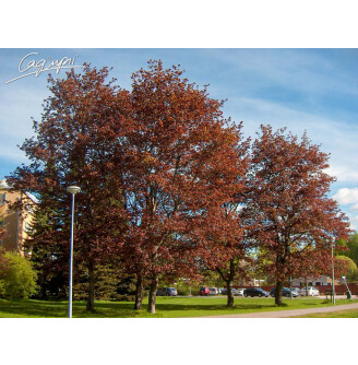 Клен платаноподібний 'Faassen's Black'