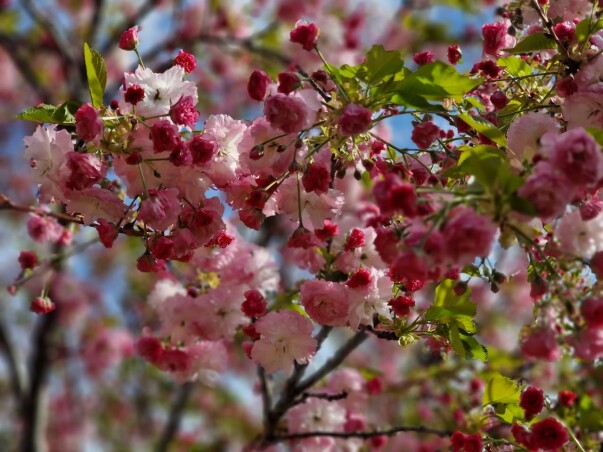 Волшебное цветение растений нашего питомника