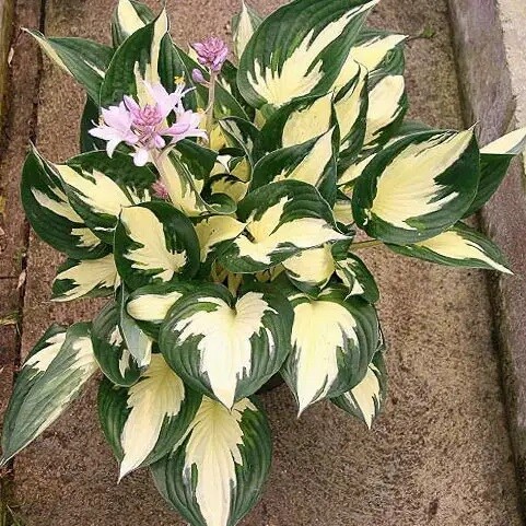 Хоста 'Whirlwind', С2,С3 - - 3