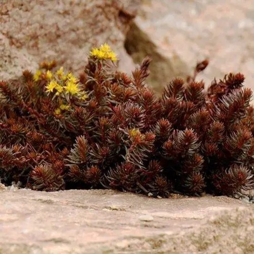 Очиток 'Chocolate Ball' - 3