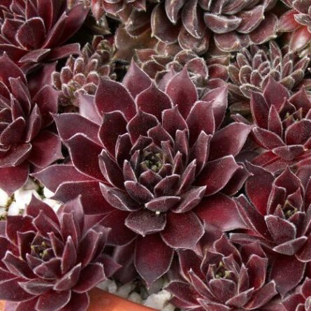 Молодило паутинистое 'Rubrum' - 1