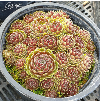 Молодило гібридне 'Hey Hey'