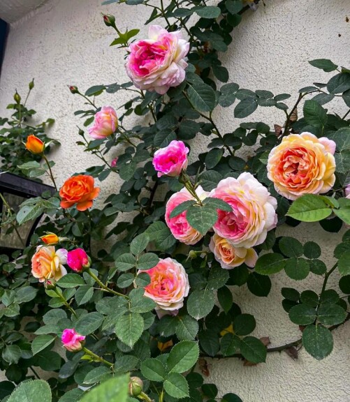 Роза 'Janon' - 5