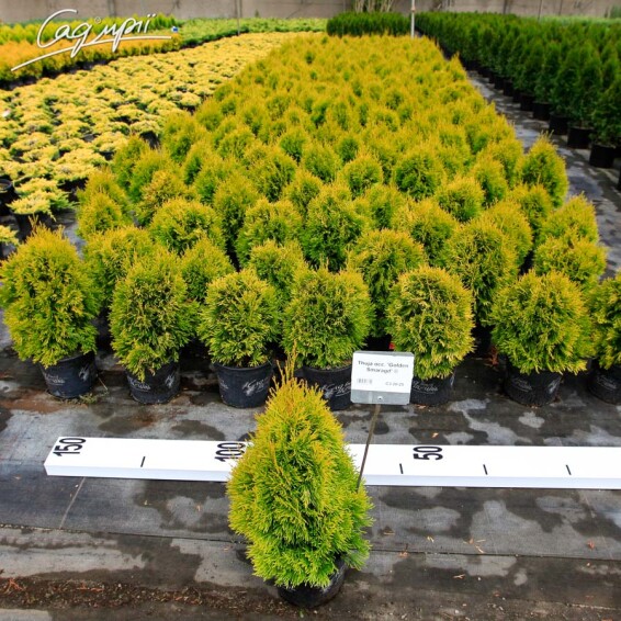 Туя западная 'Golden Smaragd' ® - 5 Туя западная 'Golden Smaragd' ® - 5