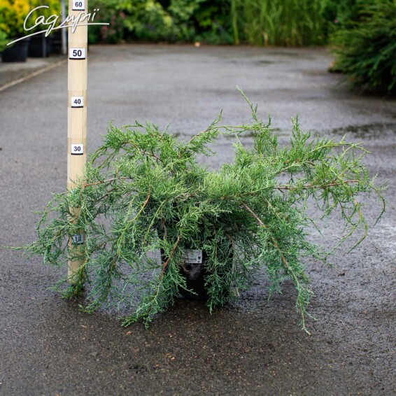 Ялівець віргінський 'Blue Cloud' - 1