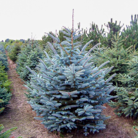 Ель колючая 'Glauca Majestic Blue' - 2