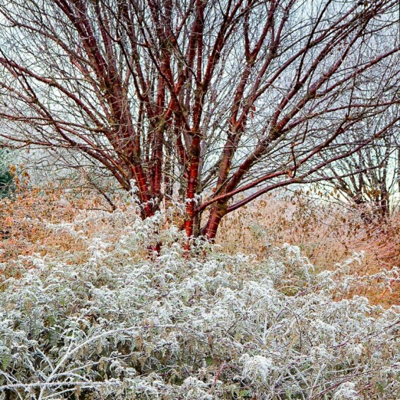 Вишня зубчата - 1