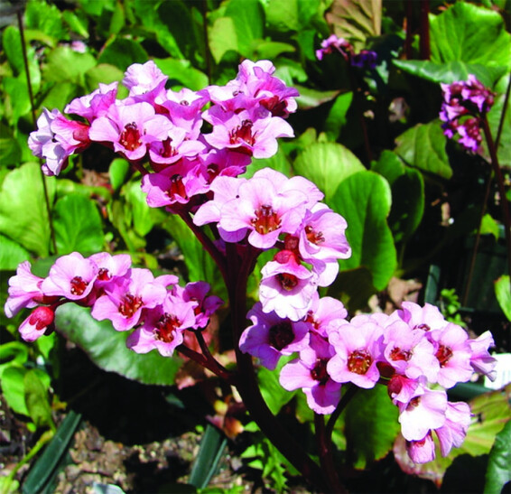 Бадан серцелистий 'Magic Giant' - 1