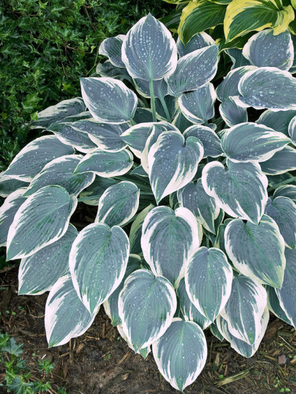 Хоста 'El Nino' - 1