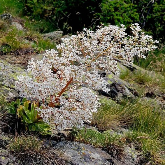 Камнеломка котиледон #1, p9 - - 5