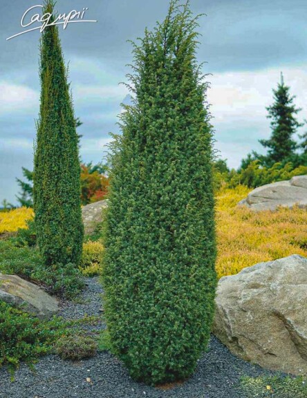 Ялівець звичайний 'Hibernica' - 2