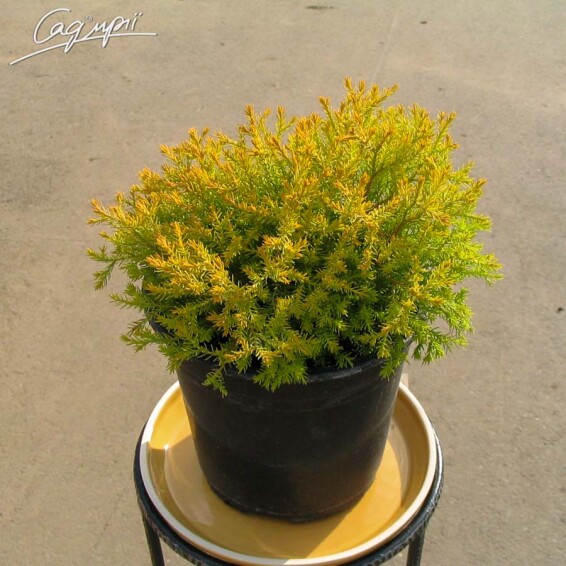 Туя західна 'Rheingold' - 2