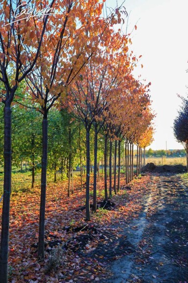 Слива Саржента 'Rancho' #3, WRB 30--35 450-500 St. 200-225 - 13