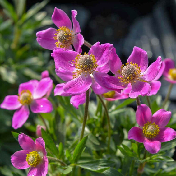 Анемона гибридная 'Spring Beauty Pink®' - 3