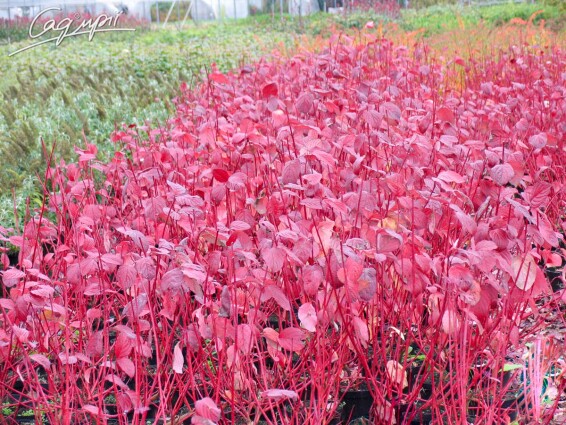 Дерен білий 'Sibirica' солітер - 4