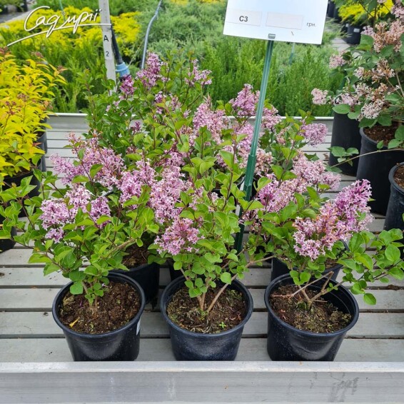 Бузок Мейера 'Palibin' - 2