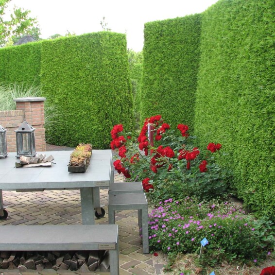 Туя західна 'Brabant', WRB - 150-175 - - 2