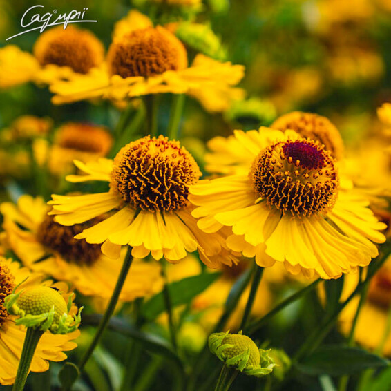 Геленіум Бігелоу 'The Bishop' - 4