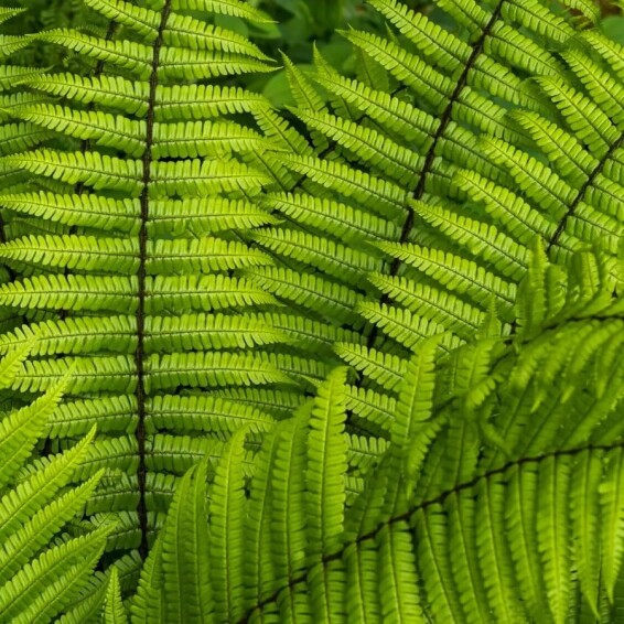 Щитовник (папоротник) валлеха - 8