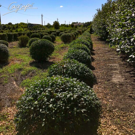 Бирючина обыкновенная 'Atrovirens' - 7