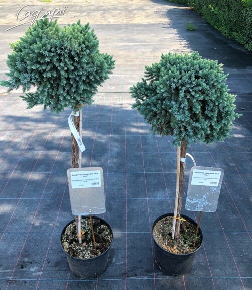 Ялівець лускатий 'Blue Star' - 6