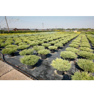 Можжевельник горизонтальный 'Andorra Variegata'