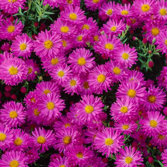 Астра кустарниковая 'Kassel' - 1 Астра кустарниковая 'Kassel' - 1