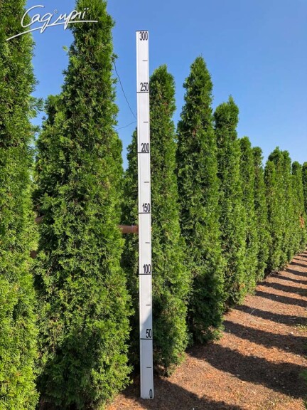 Туя западная 'Golden Smaragd' ® - 3 Туя западная 'Golden Smaragd' ® - 3