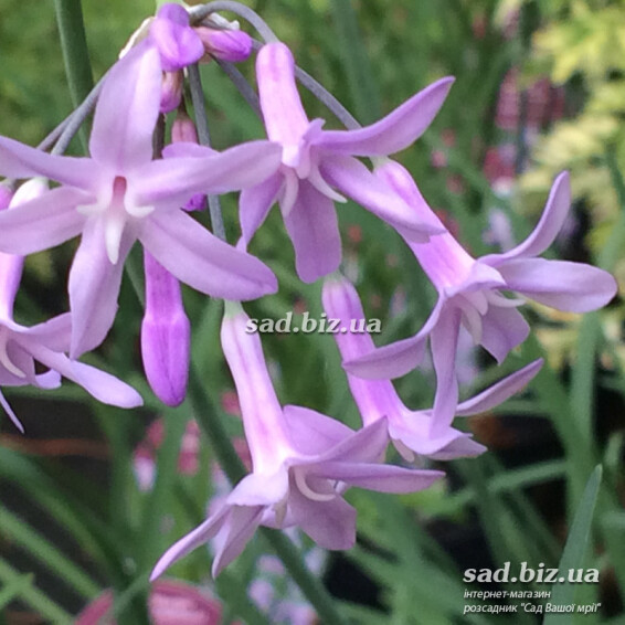 Тульбагія фіолетова - 3