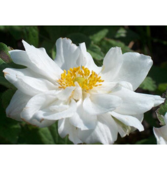 Анемона японська 'Whirlwind'