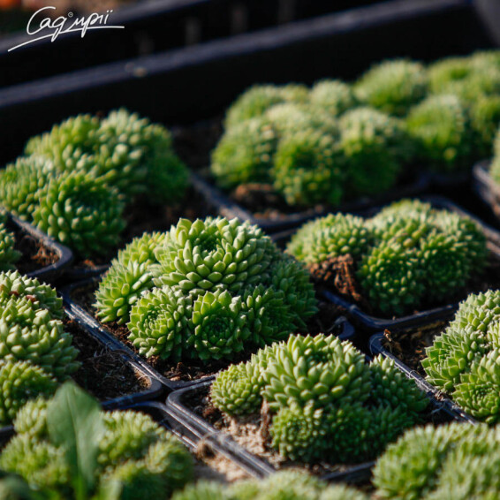 Молодило 'Green' - 1