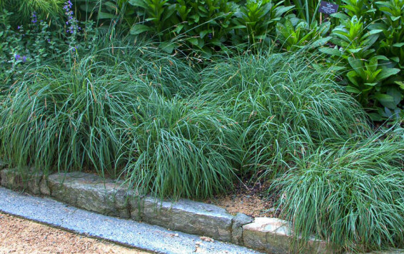 Осока повисла 'Blue Zinger', p9 - - 4 Осока повисла 'Blue Zinger', p9 - - 4