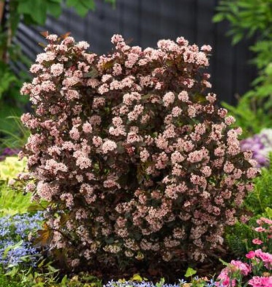 Пухироплідник калинолистний 'Little Joker' - 5