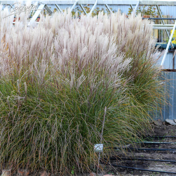 Мискантус китайский 'Silberfeder' - 6